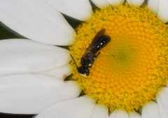 Hylaeus illinoisensis