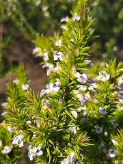 Muraltia ericifolia