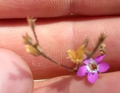 Gilia tenuiflora