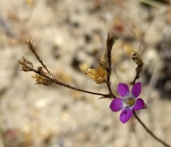 Gilia tenuiflora