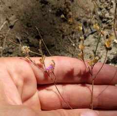 Gilia tenuiflora