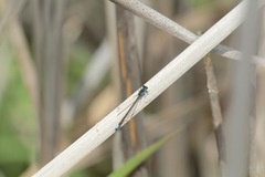 Ischnura damula