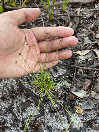 Image of Paepalanthus beyrichianus by (c) Brandon Corder, some rights reserved (CC BY)