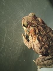 Rhinella horribilis