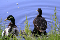 Anas platyrhynchos domesticus