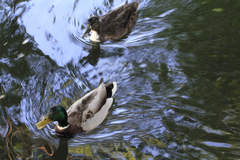 Anas platyrhynchos domesticus