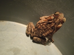 Rhinella horribilis