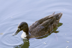 Anas platyrhynchos domesticus