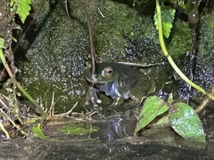 Boana heilprini