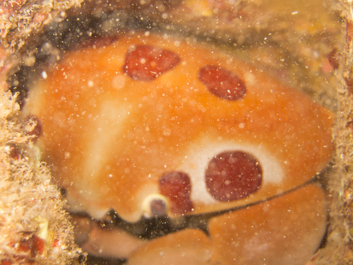 Carpilius maculatus