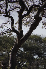 Sclerocarya birrea caffra