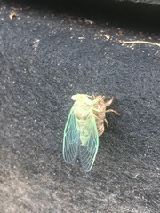 Chremistica ochracea