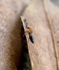 Dilophus occipitalis