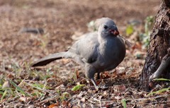 Corythaixoides concolor concolor