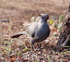 Corythaixoides concolor concolor