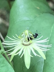 Protandrena passiflorae