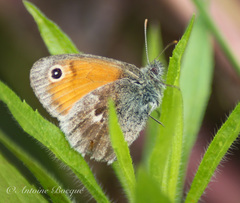 Coenonympha pamphilus