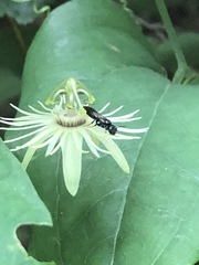 Protandrena passiflorae