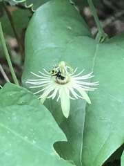 Protandrena passiflorae