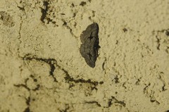 Pterotaea cariosa