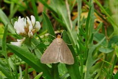 Evergestis aenealis