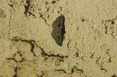 Pterotaea cariosa