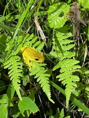 Osteopilus pulchrilineatus