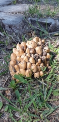 Coprinellus micaceus