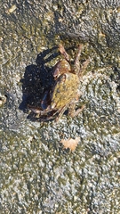 Pachygrapsus transversus