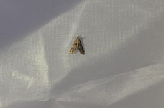 Petrophila jaliscalis