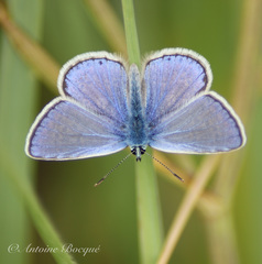 Polyommatus icarus