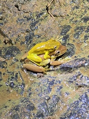 Osteopilus pulchrilineatus