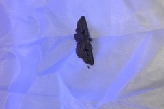 Pterotaea cariosa