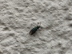 Cordylepherus viridis