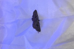 Pterotaea cariosa