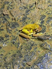 Osteopilus pulchrilineatus