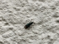 Cordylepherus viridis