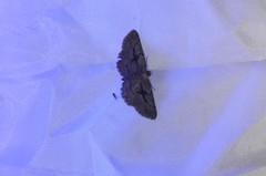 Pterotaea cariosa
