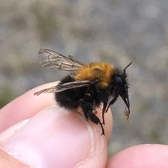 Bombus hypnorum