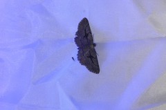 Pterotaea cariosa