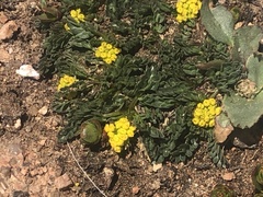 Cymopterus humilis