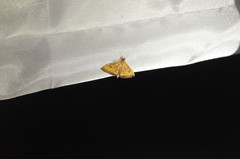 Pyrausta perrubralis