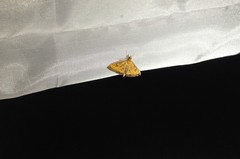 Pyrausta perrubralis