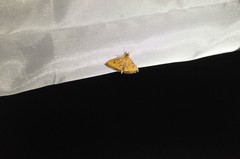 Pyrausta perrubralis