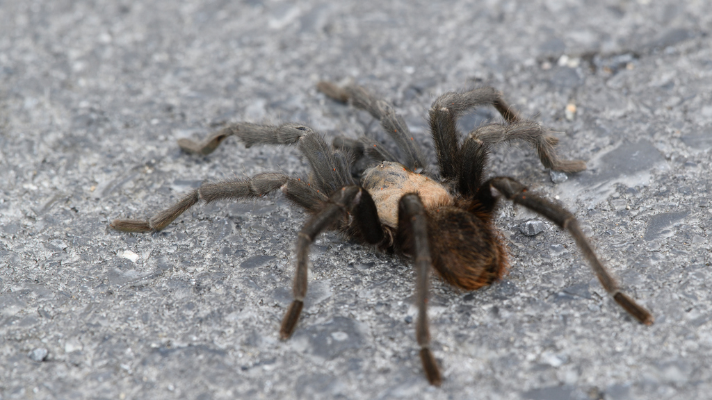 Texas Tan Texas Tan Tarantula from Bustamante, N.L., México on June 23, 2021 at ...