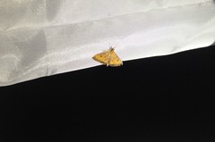 Pyrausta perrubralis