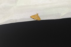 Pyrausta perrubralis