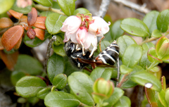 Vespula intermedia