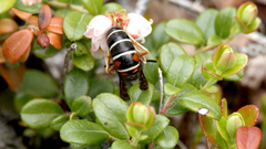 Vespula intermedia