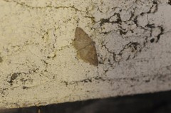 Digrammia muscariata